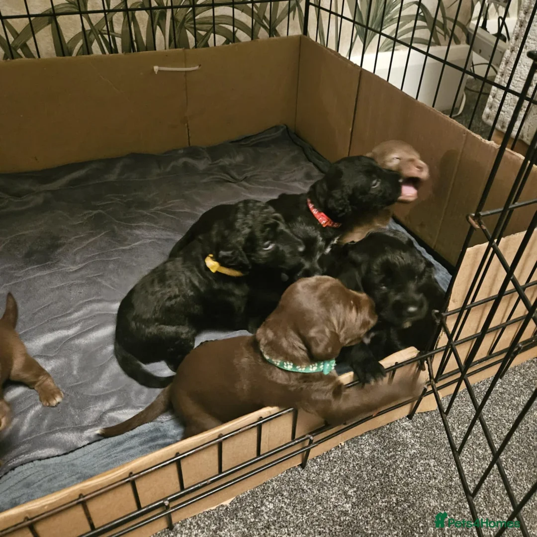 Bedlington Terrier dogs for sale: Bedlington whippet  - Advert 14