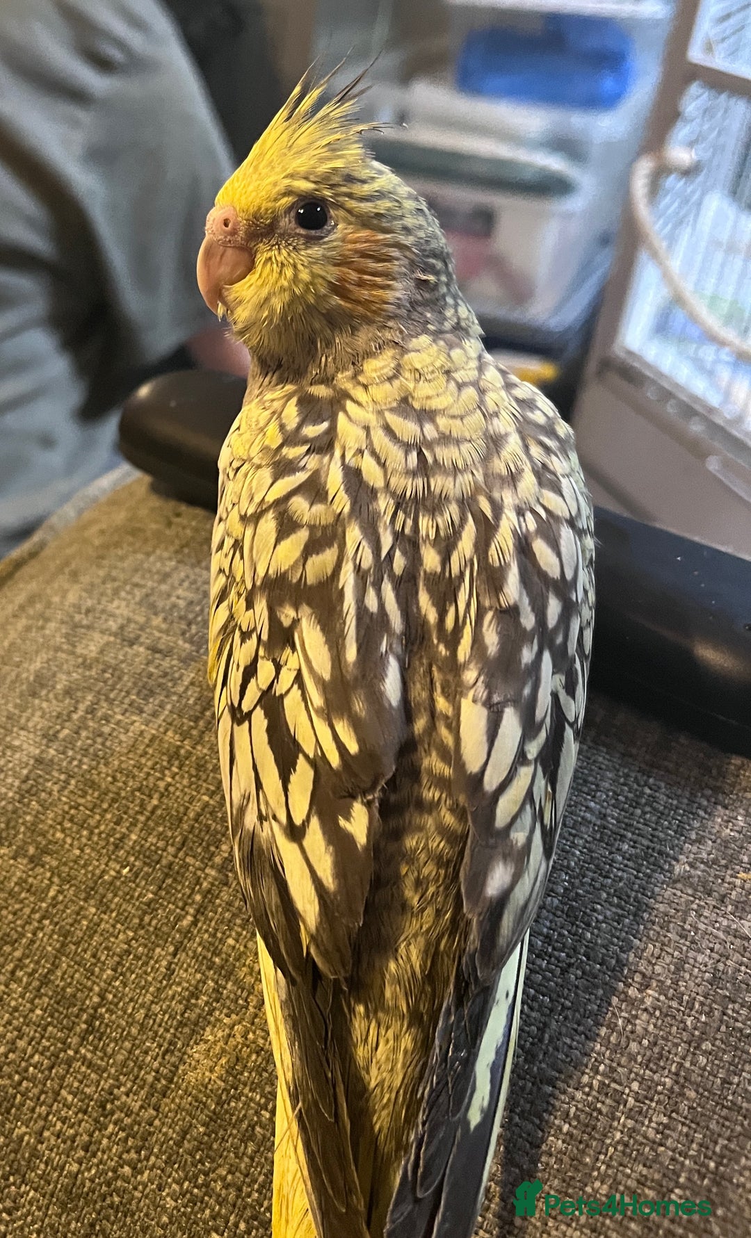 Cockatiels birds for sale: Baby hand reared cockatiels  - Advert 17