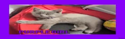 British Shorthair cats for sale: Stunning Lilac British Shorthair Kittens For Sale - Advert 14