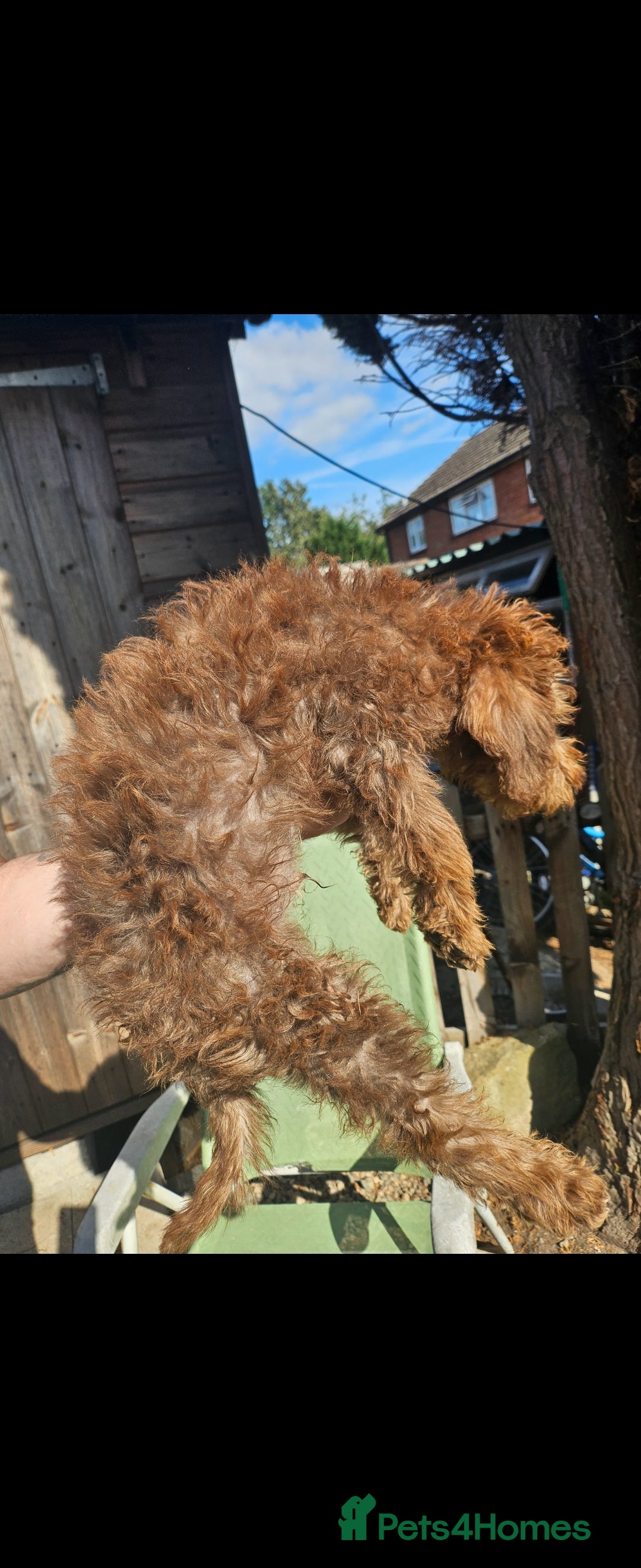 Mixed Breed dogs for sale: Miniature labradoodle cockapoo bedlington pup - Image 3