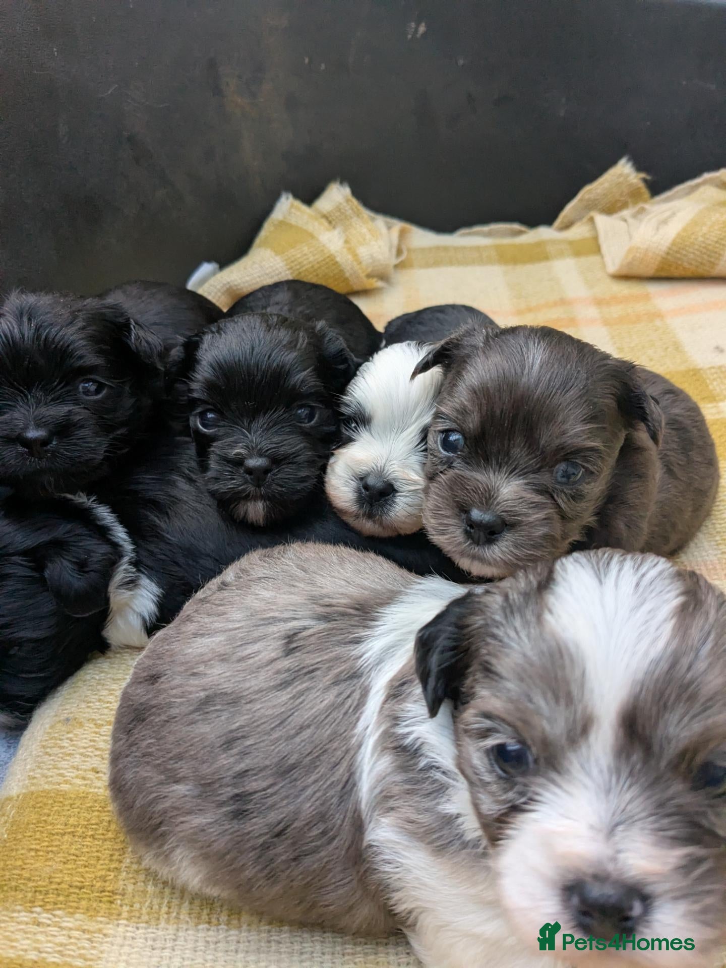 Morkie dogs Morkie puppies - Advert 2
