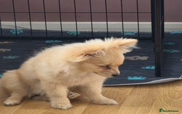 Pomchi dogs for sale: Pomchi  - Image 3