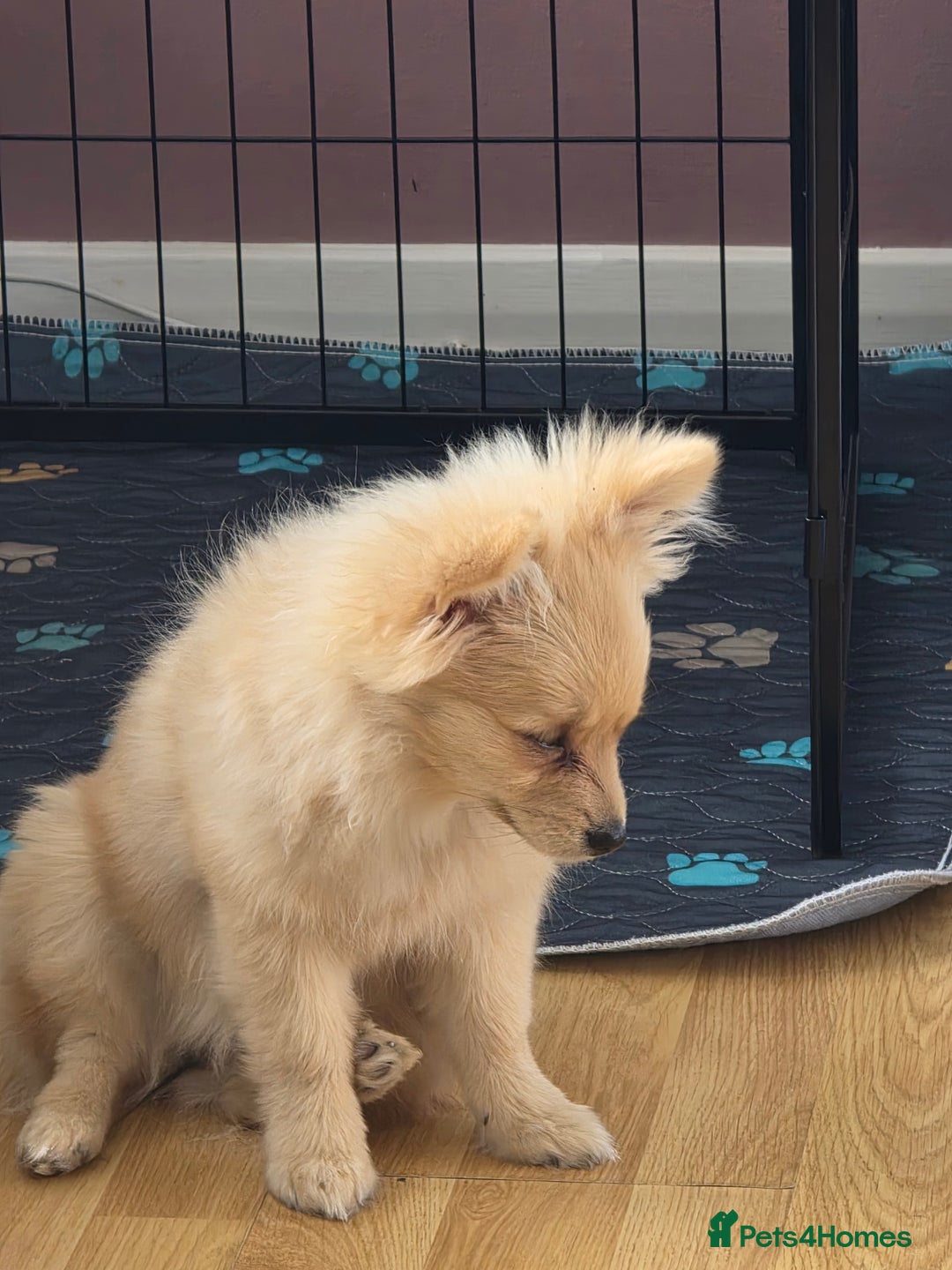 Pomchi dogs for sale: Pomchi  - Image 3