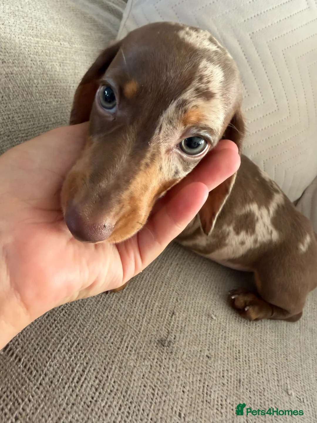 Miniature Dachshund dogs for sale: Miniature dachshund puppies  - Advert 15