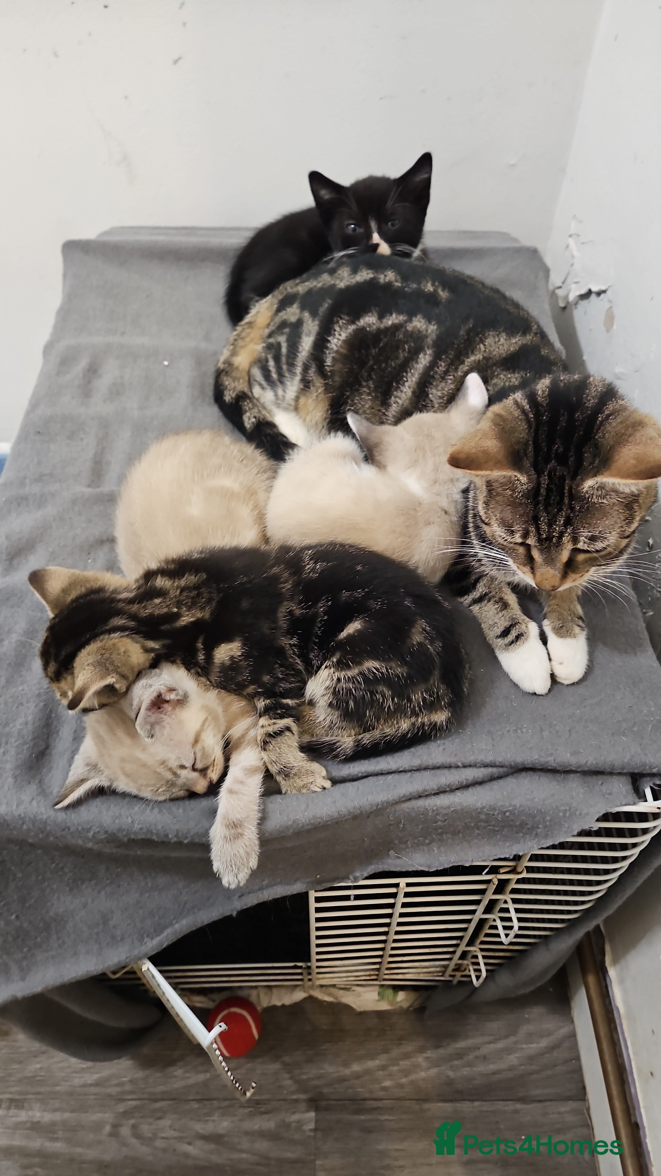 Mixed Breed cats Stunning 😍 mixed siamese kittens 😸  in Birmingham - Advert 11