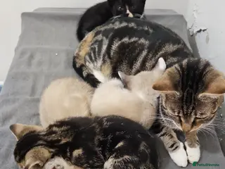 Mixed Breed cats Stunning 😍 mixed siamese kittens 😸 in Birmingham - Advert 11