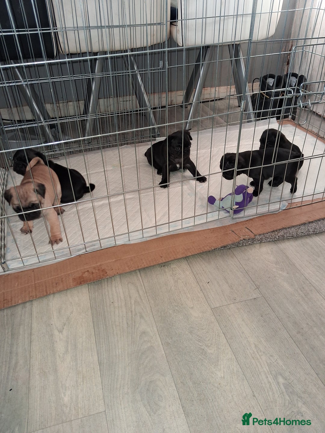 Pug dogs for sale: 5 adorable pug puppies for sale  - Advert 23