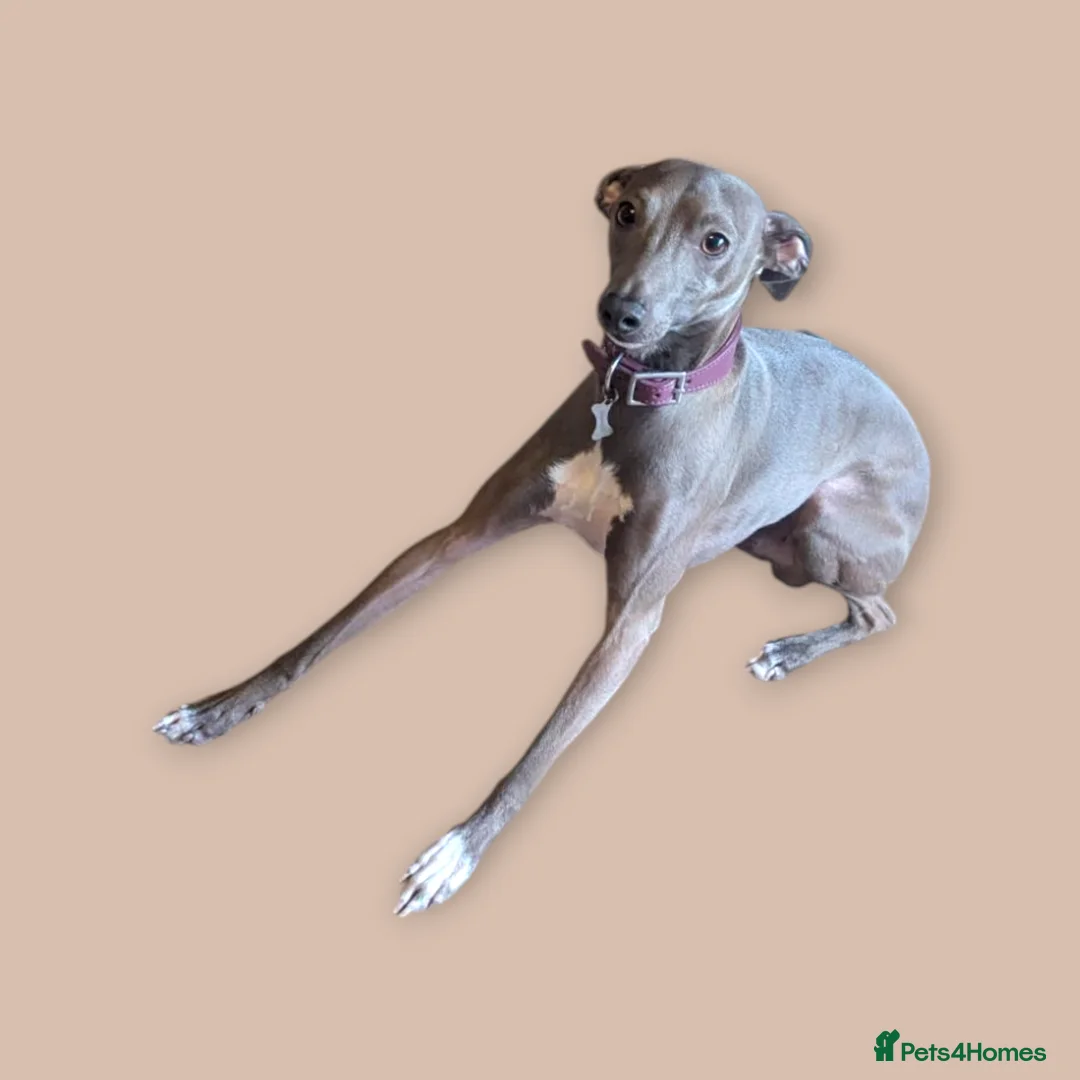 Italian Greyhound dogs for stud: Italian greyhound stud dog (proven) in Leeds - Advert 10