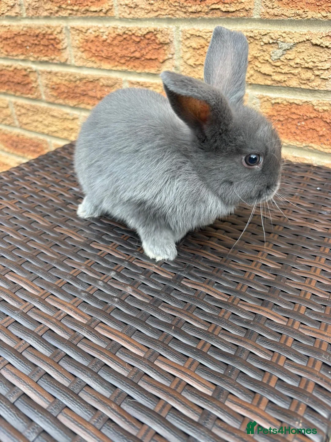 Mini Lop rabbits for sale: Mini lop rabbits - Advert 2