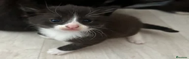 Black/white tuxedo 1