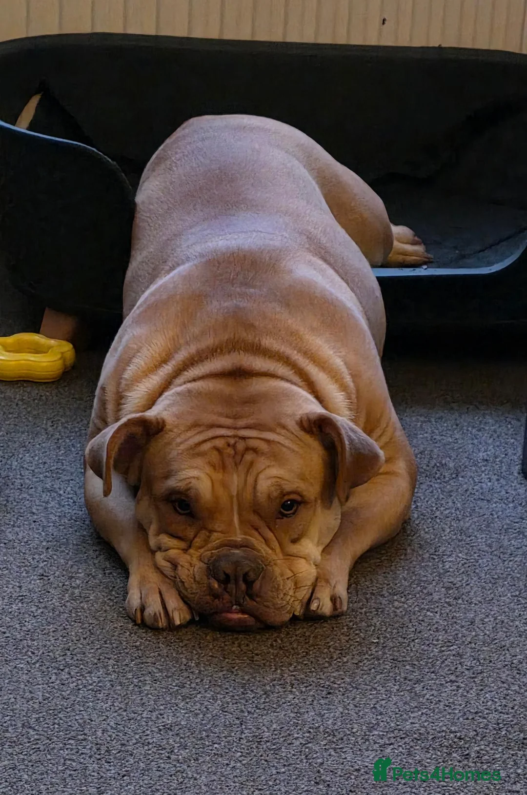American Bulldog dogs for sale: Our beautiful Skye Dog in Great Yarmouth - Advert 1