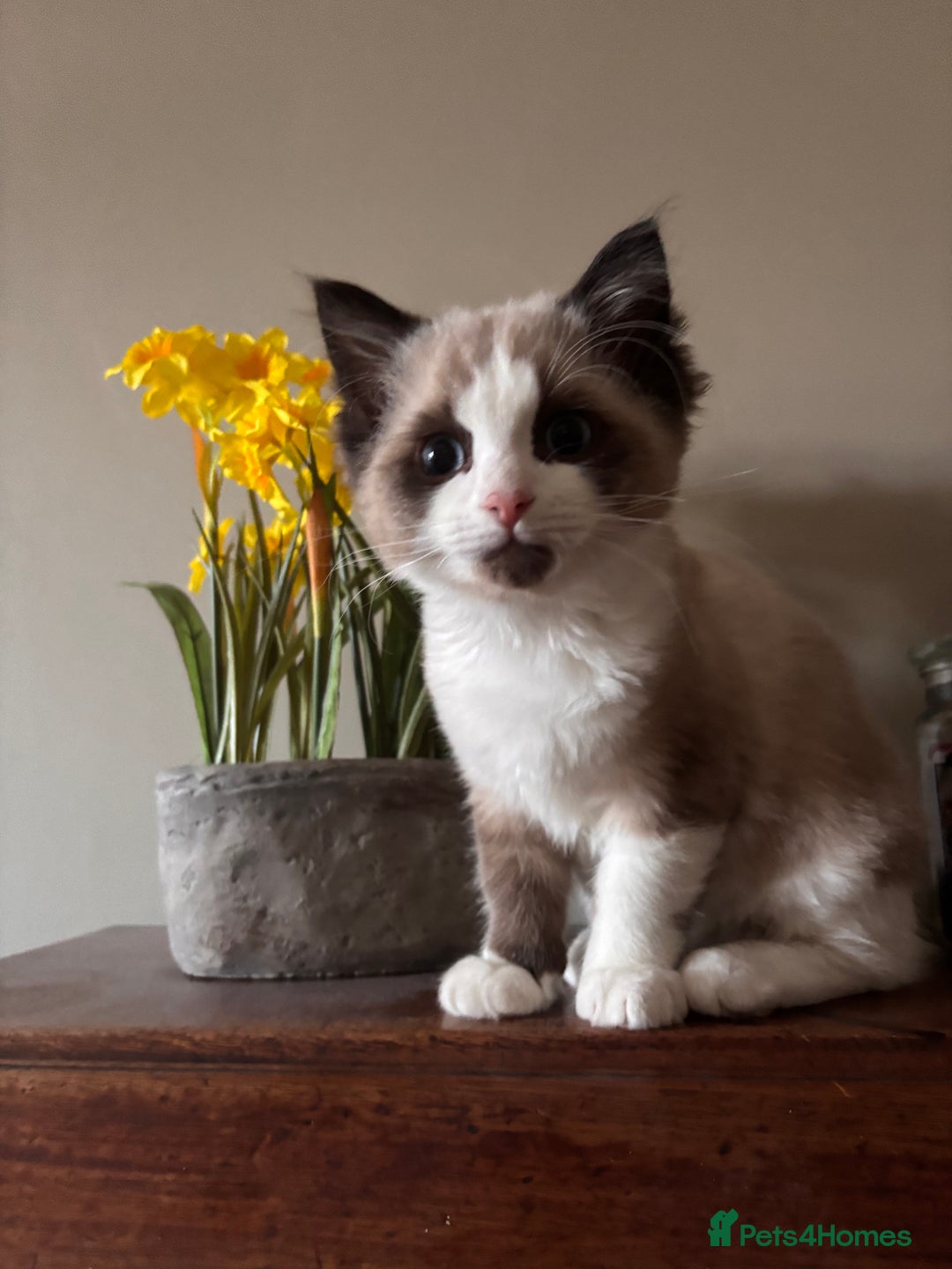 Ragdoll cats for sale: Adorable Ragdoll kitten available  - Advert 4