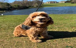 Cavapoo dogs for sale: Expecting a litter-health tested F1b Cavapoo pups - Image 21