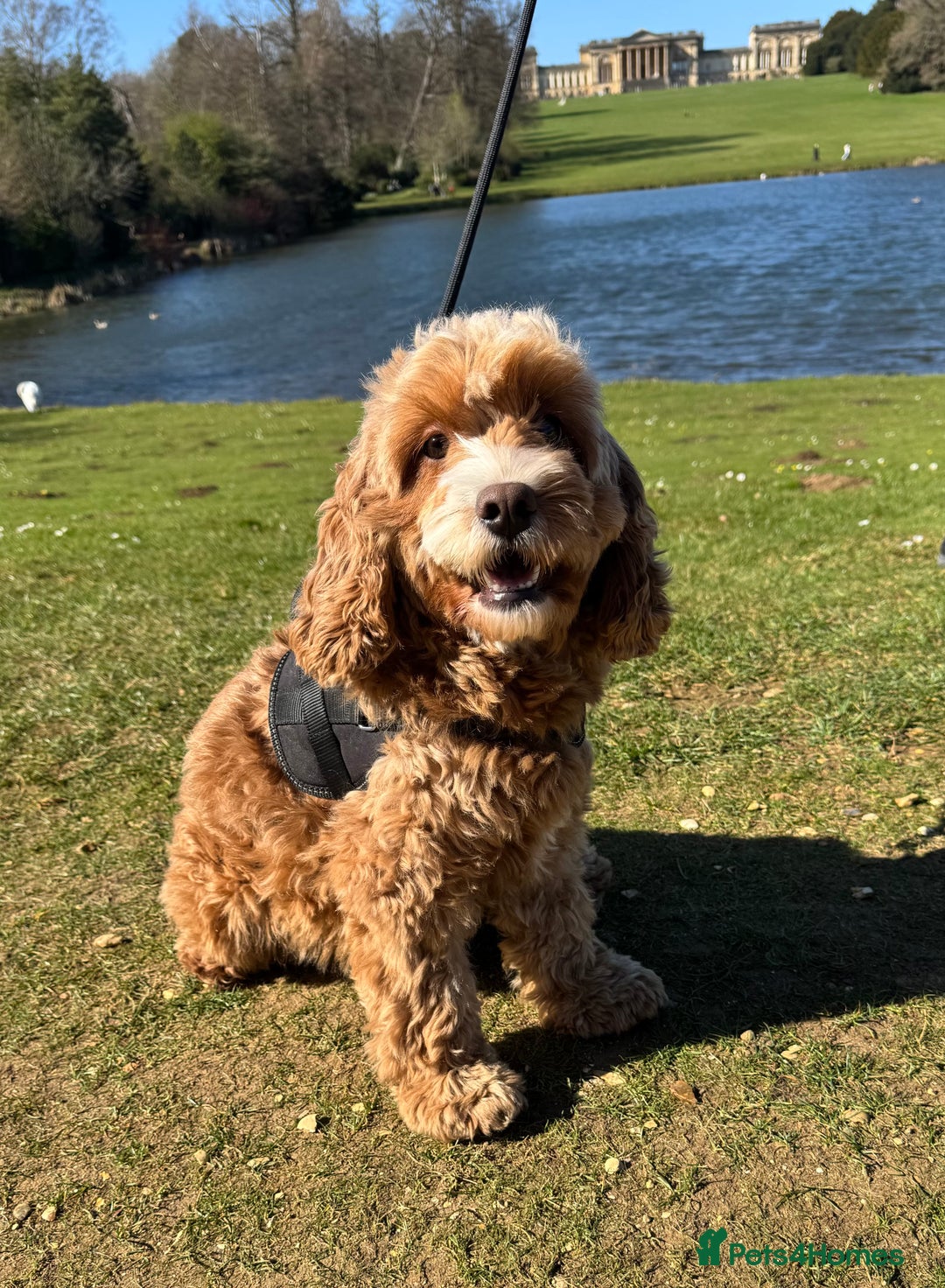 Cavapoo dogs for sale: Expecting a litter-health tested F1b Cavapoo pups - Image 21