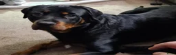 Rottweiler dogs for sale: 11 rottweiler puppies looking for forever homes - Advert 3