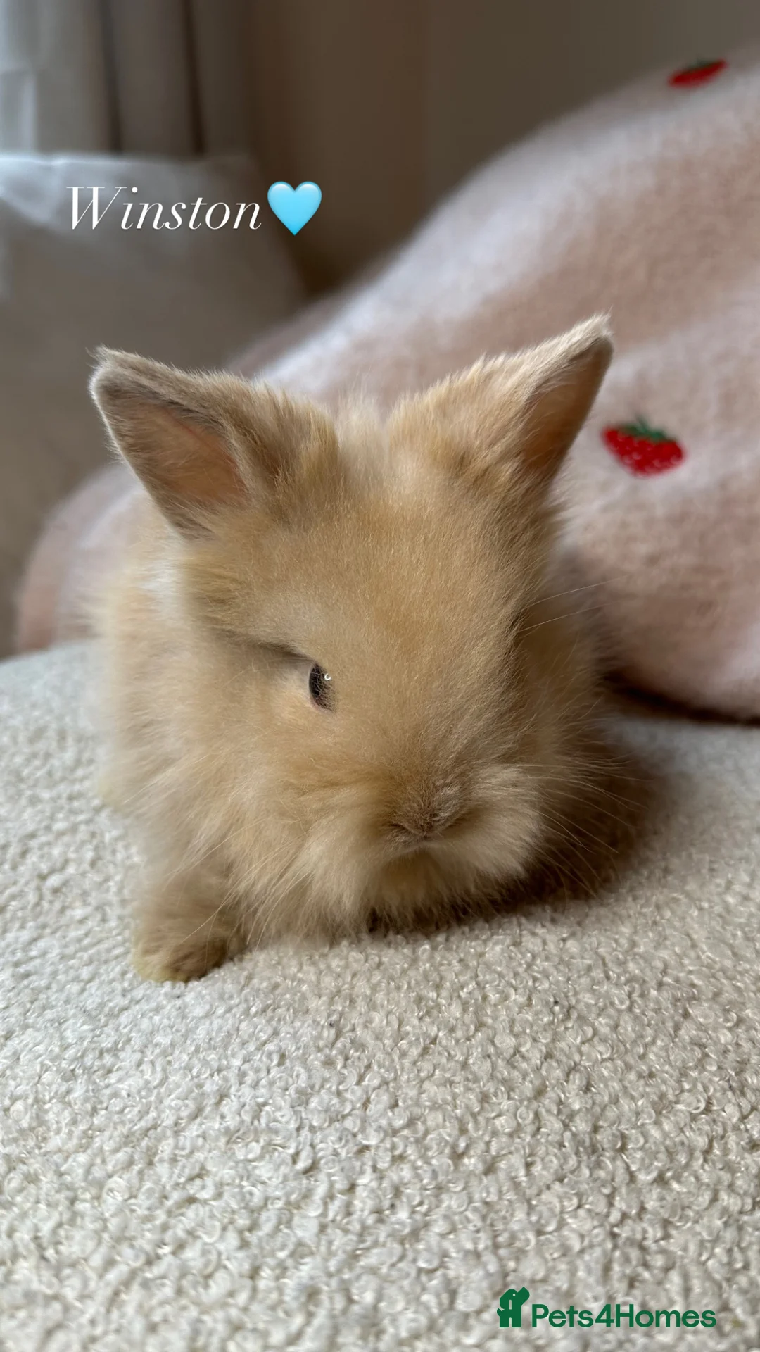 Lionhead rabbits for sale: Double Maned Lionhead Rabbits - Advert 20