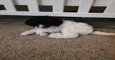 Cockapoo dogs - Advert 9