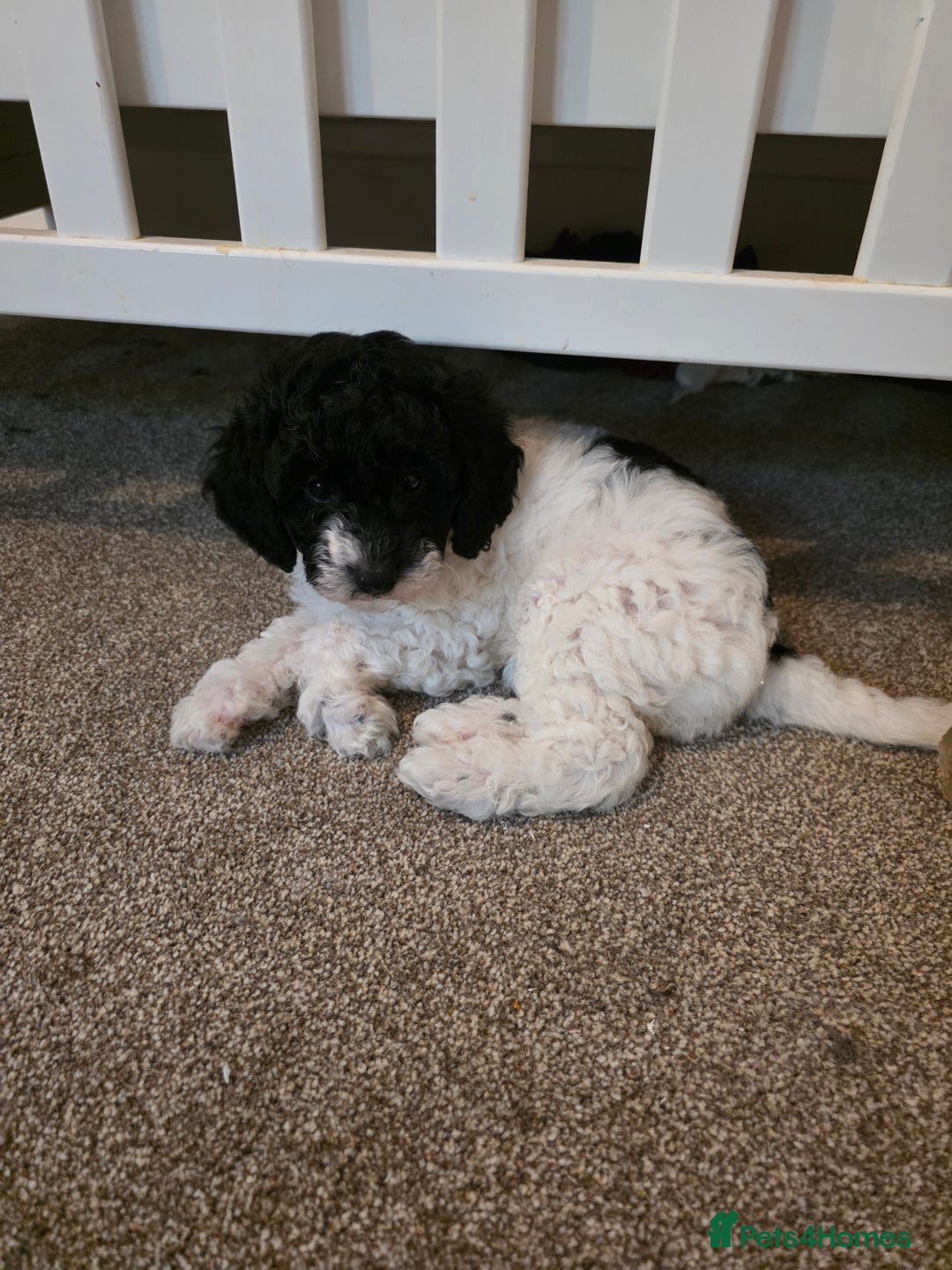 Cockapoo dogs for sale: Cockapoo cross mini poodle female last one  - Image 3