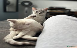 British Shorthair cats for sale: Beautiful British Shorthair Kittens... - Image 5