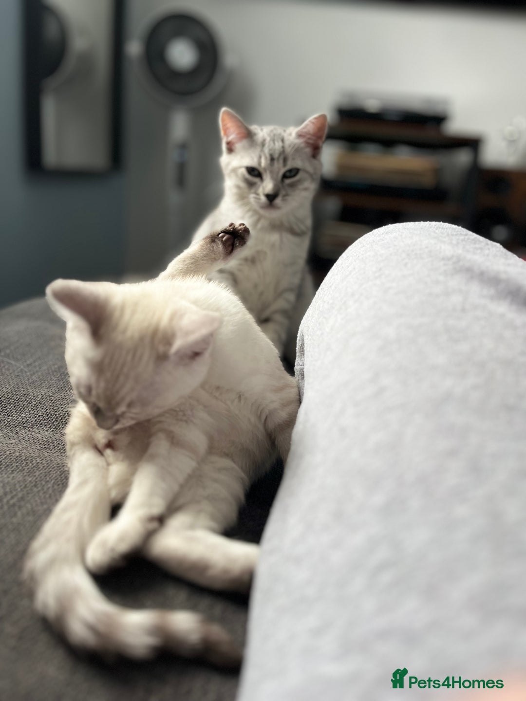 British Shorthair cats for sale: Beautiful British Shorthair Kittens... - Image 5