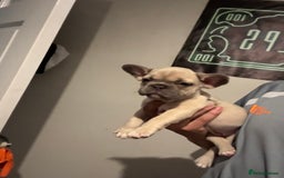 French Bulldog dogs for sale: French bull dog - Image 9