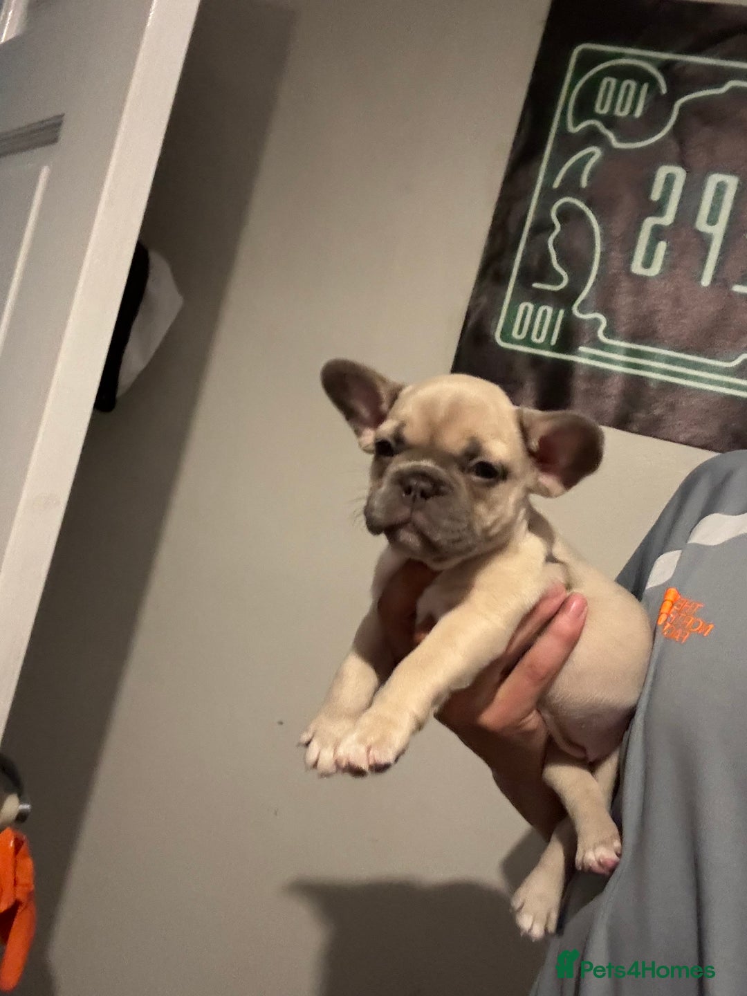 French Bulldog dogs for sale: French bull dog - Image 9