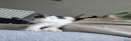 Mixed Breed cats for sale: 3 female kittens for sale  - Advert 6
