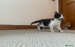 Mixed Breed cats for sale: 5 cute kittens for sale  - Image 15