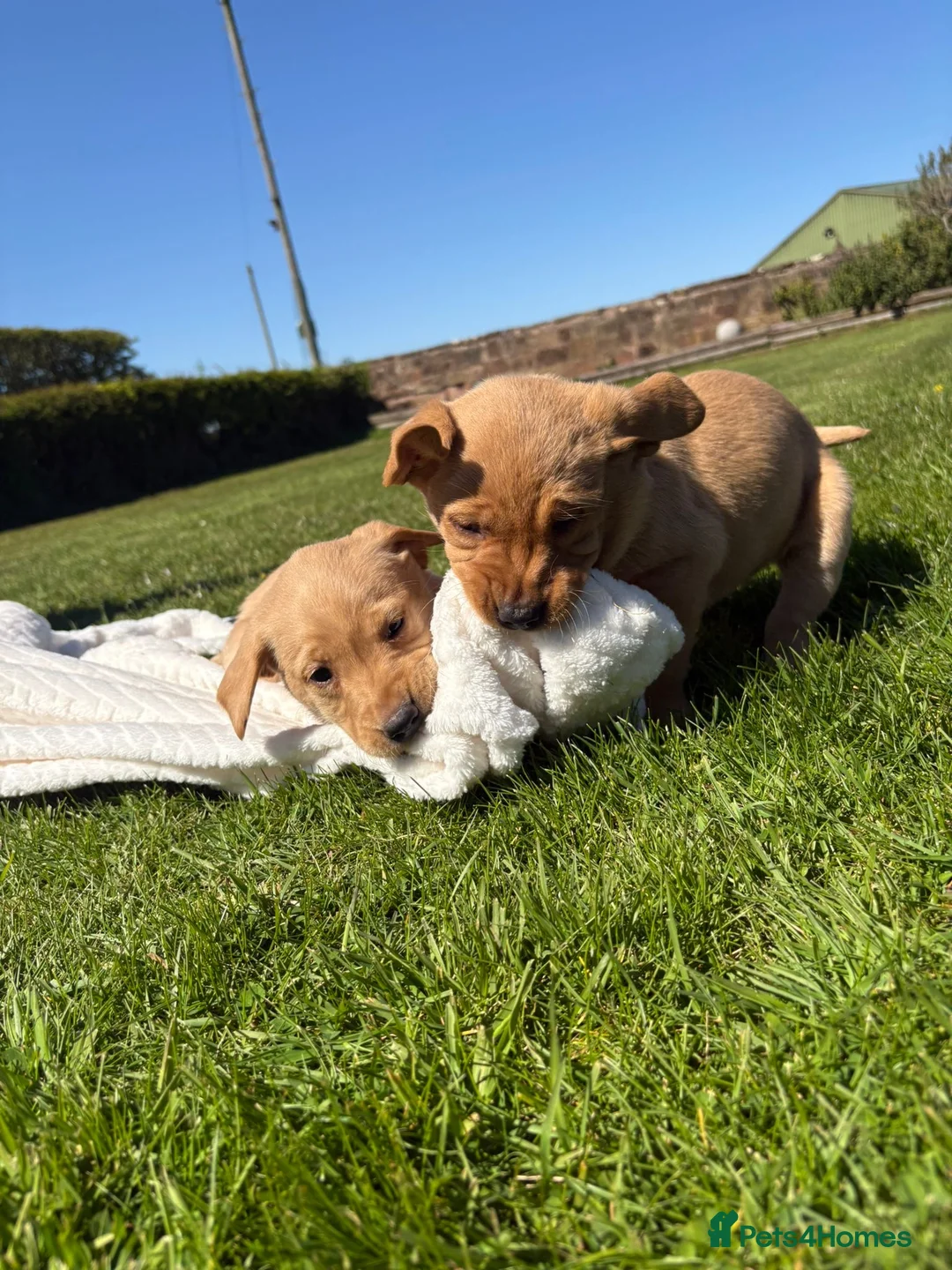 Labrador Retriever dogs for sale:  Fox red  Labrador puppys 1 AVAILABLE  - Advert 30