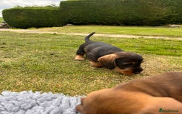 Dachshund dogs for sale: Wire haired dachshund puppies - Image 11