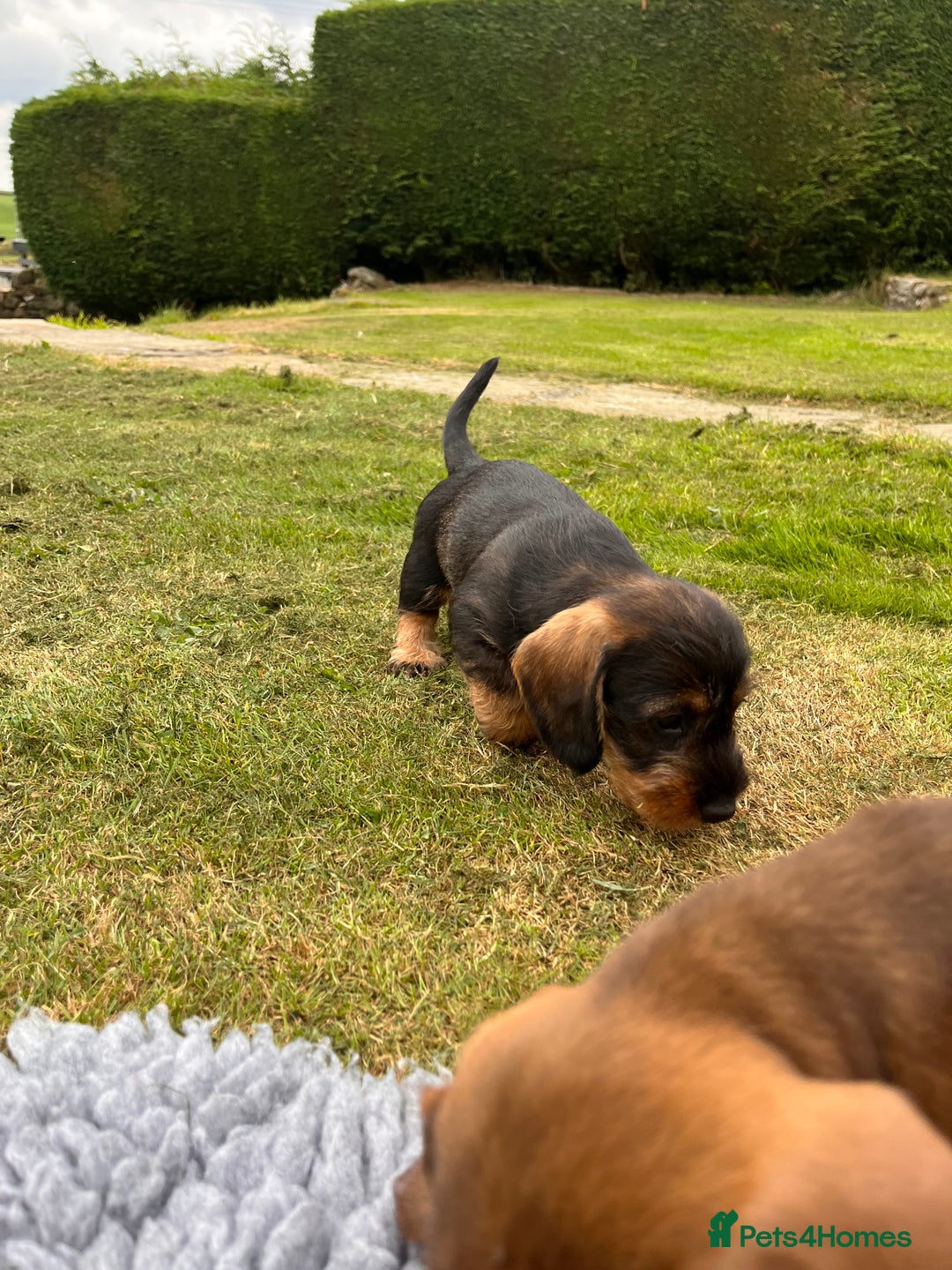Dachshund dogs for sale: Wire haired dachshund puppies - Image 11