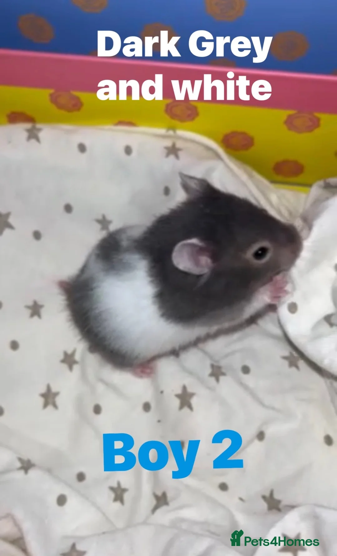 Hamster rodents for sale: Baby Hamsters - Advert 2
