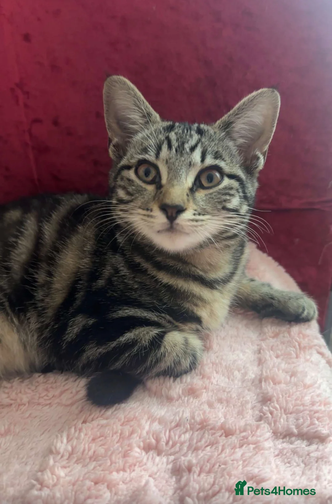 Mixed Breed cats for sale: Two kittens ready for sale asap - Advert 2