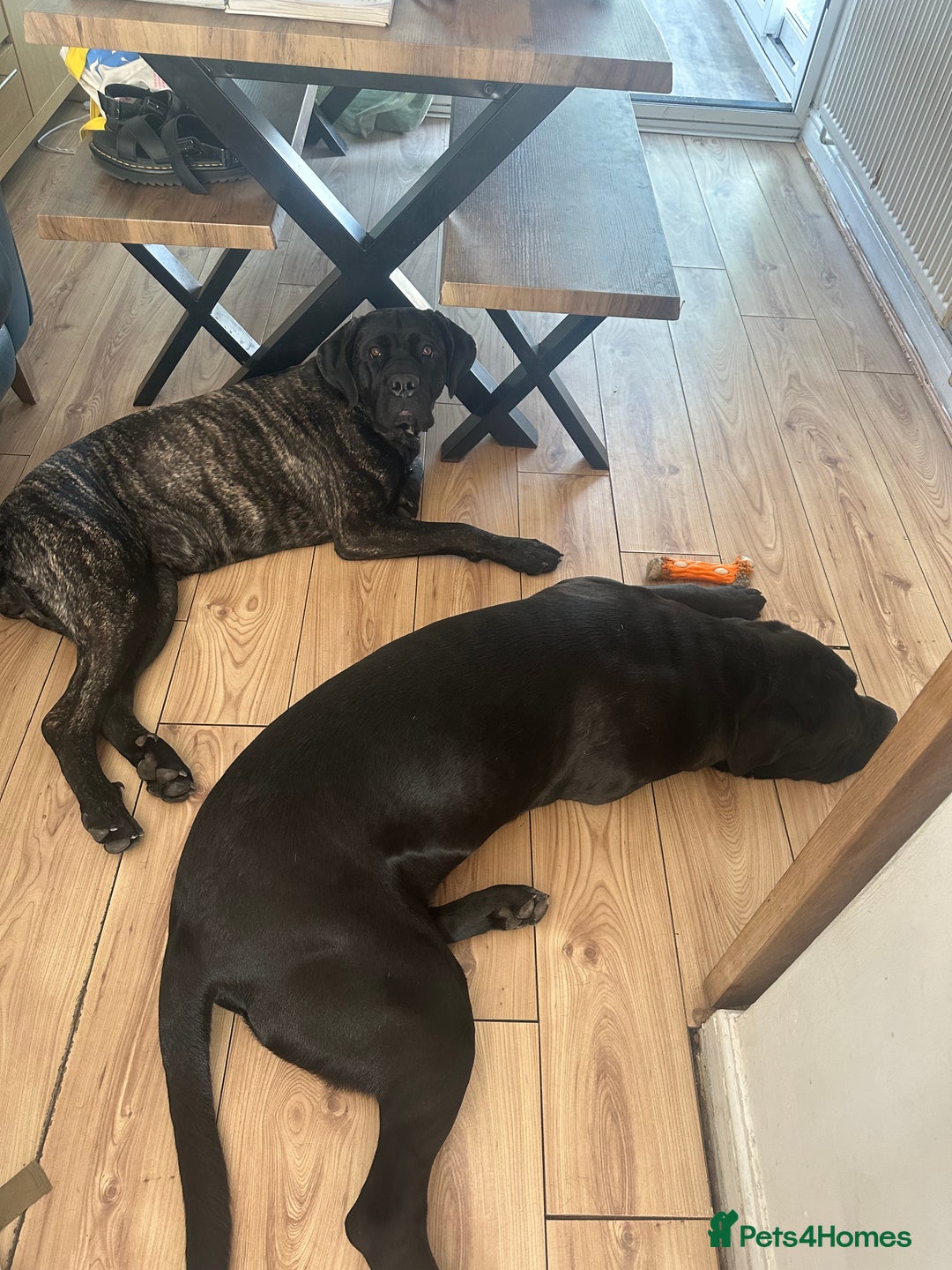 Cane Corso dogs for sale: Mr A Hendy - Image 1