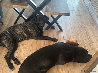 Cane Corso dogs Mr A Hendy - Advert 6