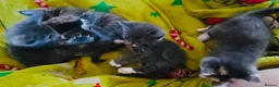 Mixed Breed cats for sale: Beautiful grey kittens for sale in Swindon - Advert 17