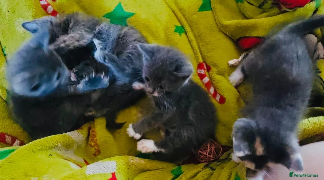 Mixed Breed cats for sale: Beautiful grey kittens for sale in Swindon - Advert 17