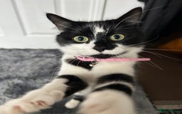 Mixed Breed cats for sale: Two cats for sale. - Image 5