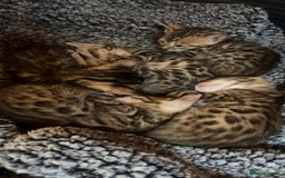 Bengal cats for sale: beautiful bengal kittens  - Image 5