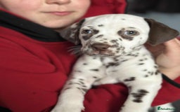 Dalmatian dogs for sale: KC Dalmatian Puppies  - Advert 25