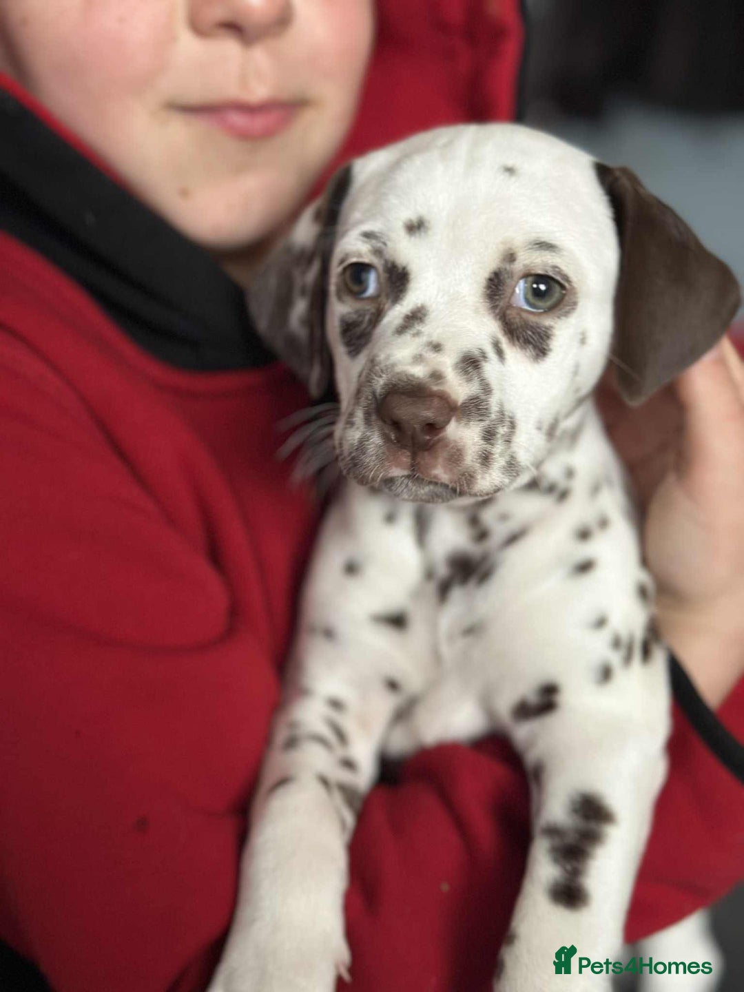 Dalmatian dogs for sale: KC Dalmatian Puppies  - Advert 25