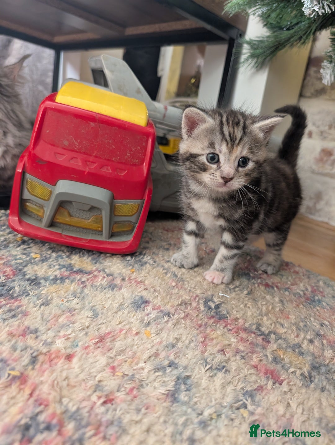 Maine Coon cats for sale: 2 Beautiful Maine Coon Cross kittens  - Advert 2