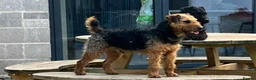Mixed Breed dogs for sale: Patterdale x Lakeland terriers  in Doncaster - Advert 5