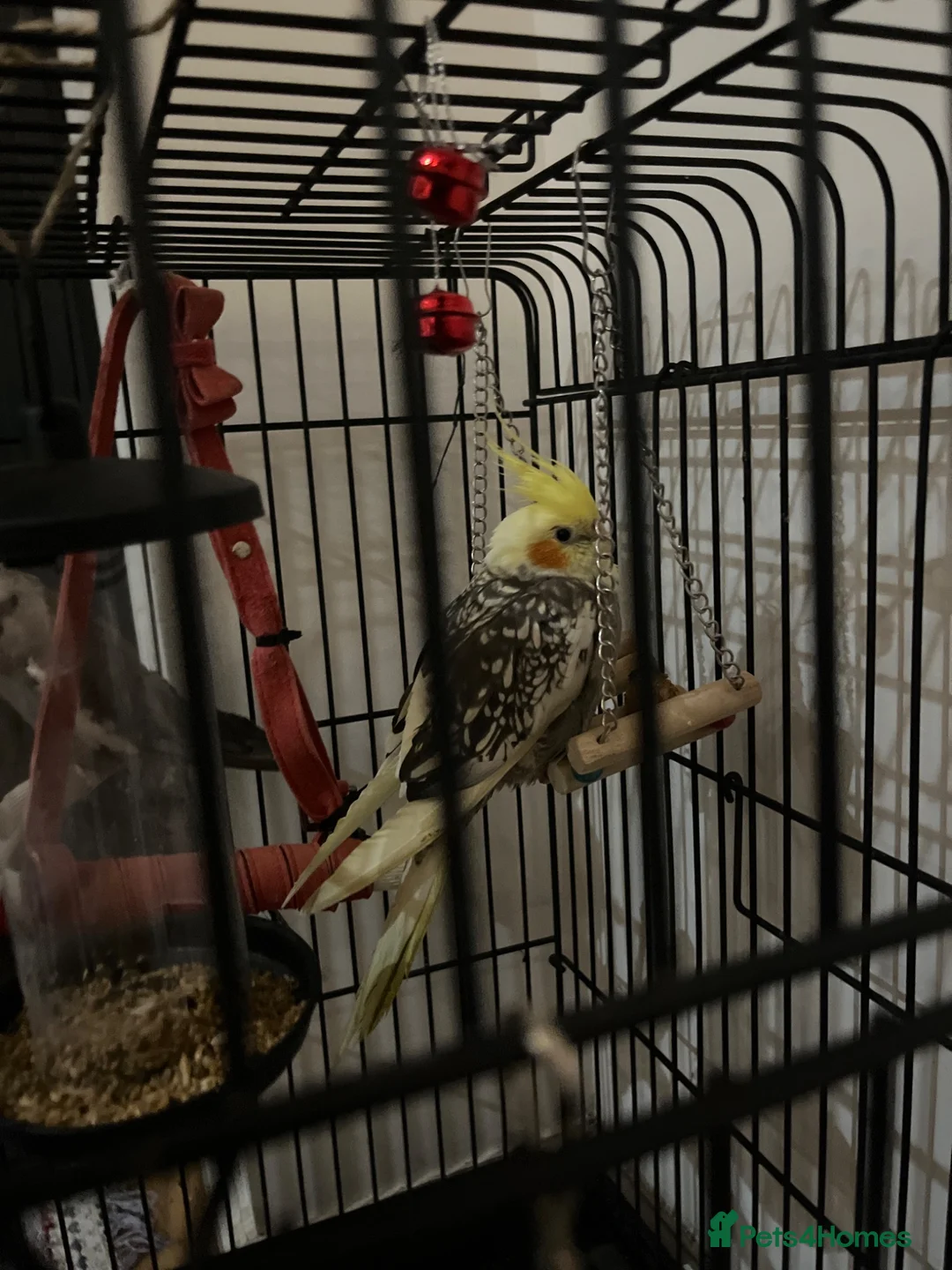 Cockatiels birds for sale: 2 birds 8 weeks old with cage and everything  in Greenford - Advert 2