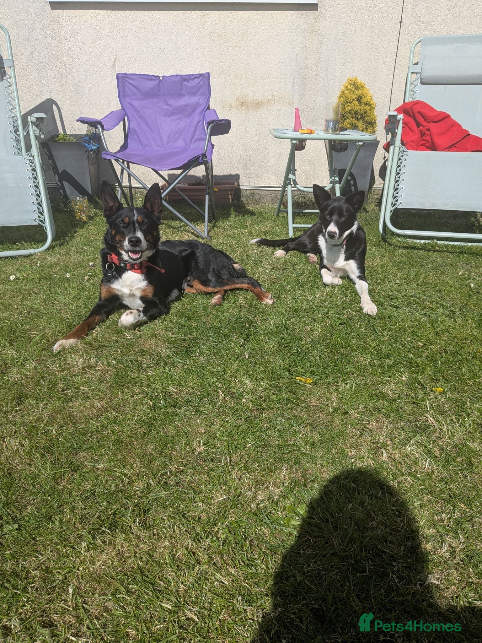 Mixed Breed dogs Welsh collie puppies  - Advert 2