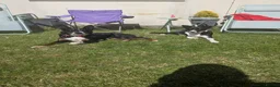 Mixed Breed dogs for sale: Welsh collie puppies  - Advert 1