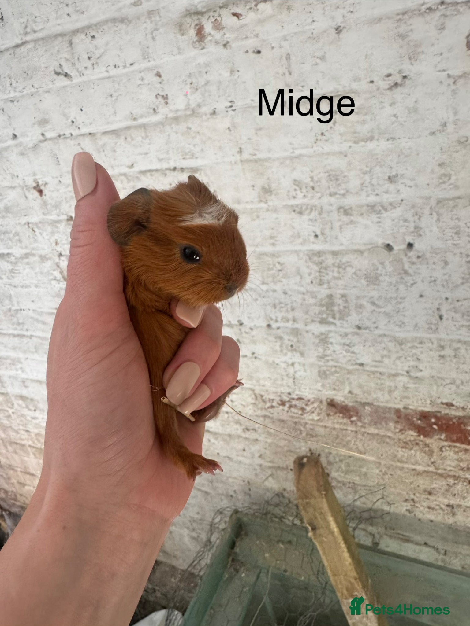 Guinea Pig rodents Gorgeous guineas available May - Advert 21