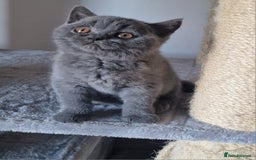 British Shorthair cats for sale: Tica Registered Blue British Shorthair kittens - Image 4