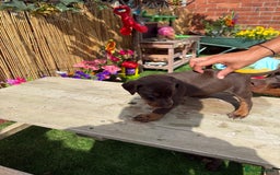 Dobermann dogs for sale: Doberman brown & tan - Image 2