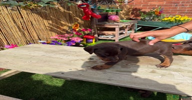 Dobermann dogs - Advert 3